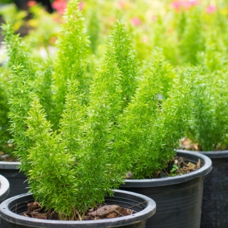 Аспарагус Вивальди (Шпренгера)