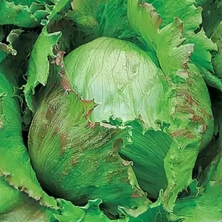 Салат Ассоль кочанный