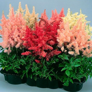 Астильба Арендса Шоустар