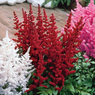 Астильба Китайская (большой пакет)