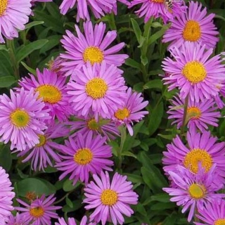 Астра Танец роз альпийская (большой пакет)