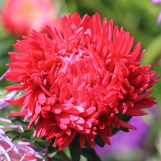 Астра Алые паруса