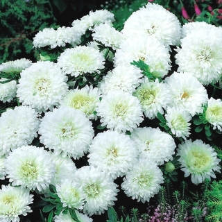 Астра Внученька Анютка