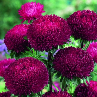 Астра Баллон Рубиново-красный