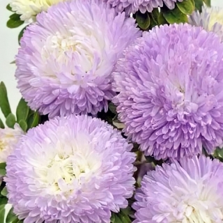 Астра Баллон Серебристо-голубой