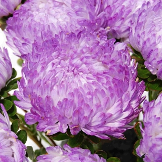 Астра Башня Кварцевая