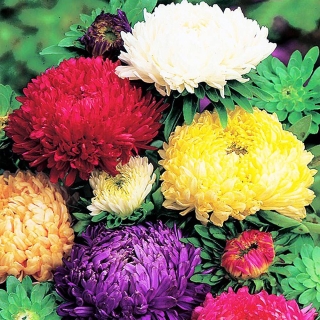 Астра Бьютифул Дэй смесь