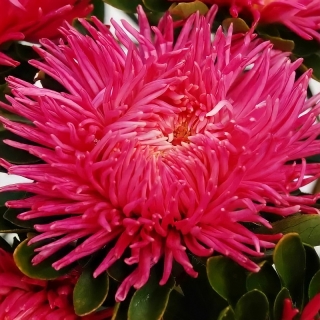 Астра Джувел Турмалин