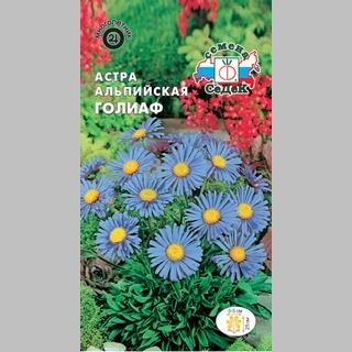 Астра Голиаф (альпийская)