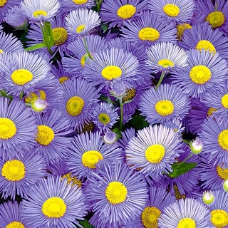 Астра Голубая (альпийская)