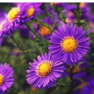 Астра Голубая (альпийская)