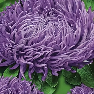 Астра Гремлин Фиолетовая