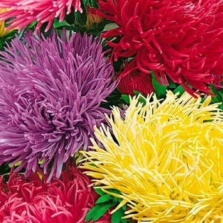 Астра Гремлин смесь