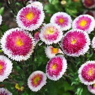 Астра Хай-Но-Мару