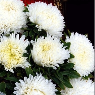 Астра Хризантелла Призрак Оперы