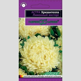 Астра Хризантелла Лимонный восторг