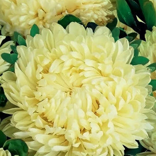 Астра Хризантелла Лимонный восторг