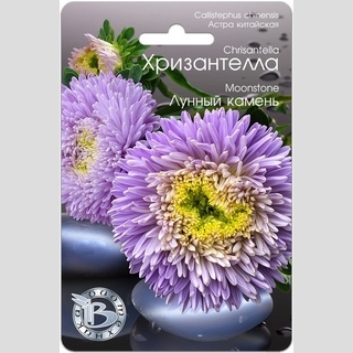 Астра Хризантелла Лунный камень