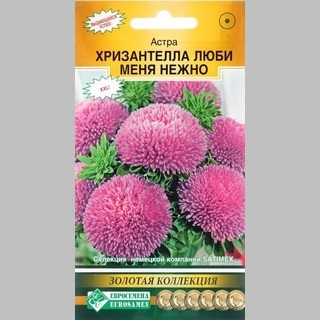 Астра Хризантелла Люби меня Нежно