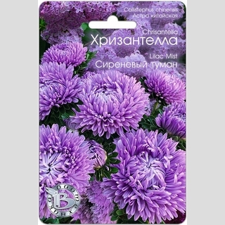 Астра Хризантелла Сиреневый туман