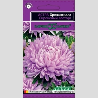 Астра Хризантелла Сиреневый восторг