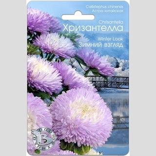 Астра Хризантелла Зимний взгляд
