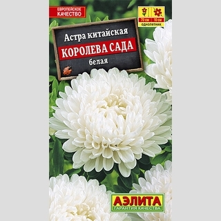 Астра Королева сада Белая
