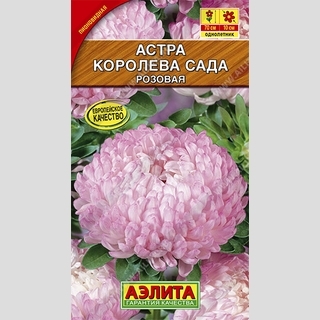 Астра Королева сада Розовая