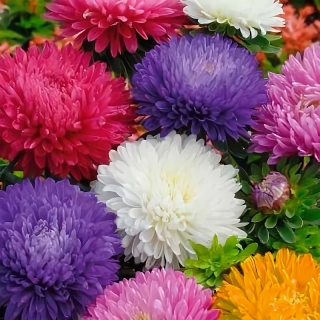 Астра Королева сада смесь