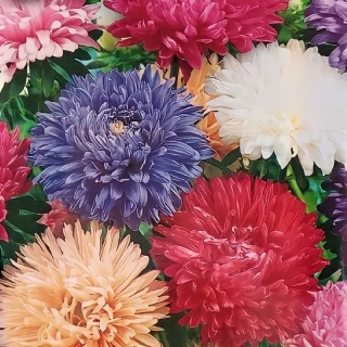 Астра Королевский размер смесь