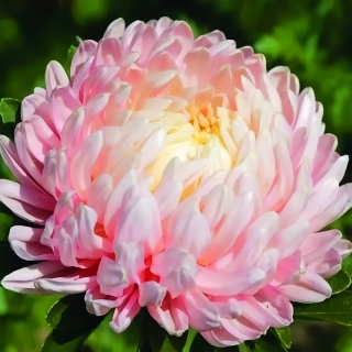 Астра Королевский размер Яблоневый цвет