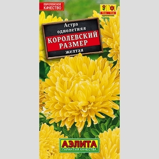 Астра Королевский размер Желтая