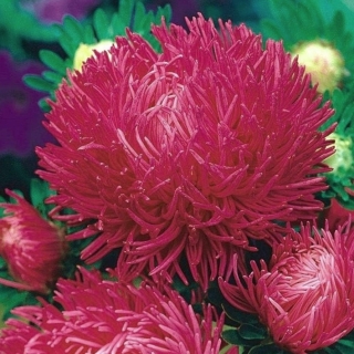 Астра Краллен Люкс