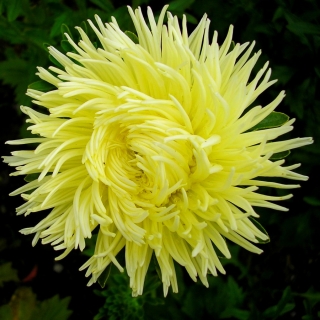 Астра Краллен Золотая