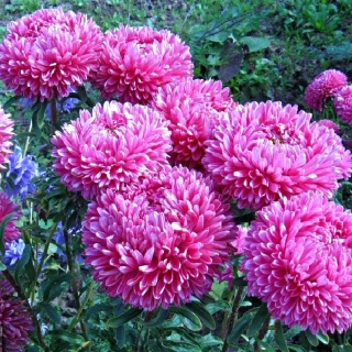 Астра Леди Коралл бриллиантово-розовая