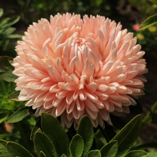 Астра Леди Коралл лососевая