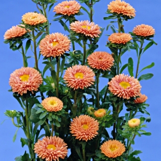 Астра Мацумото Лососевая