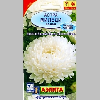Астра Миледи белая