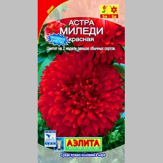 Астра Миледи красная