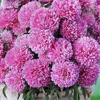 Астра Монпансье Карминная