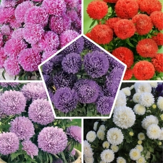 Астра Монпансье смесь