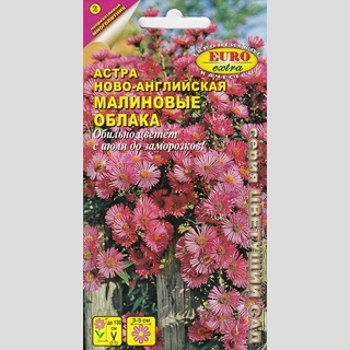 Астра Малиновые облака (Ново-английская)