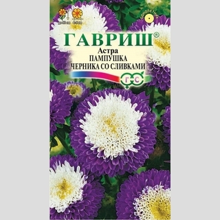 Астра Пампушка Черника со сливками