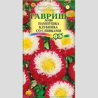 Астра Пампушка Клубника со сливками