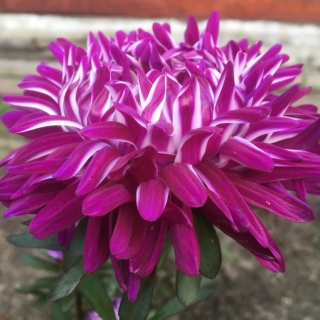 Астра Седая Дама Розовая