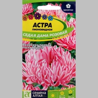 Астра Седая Дама Розовая