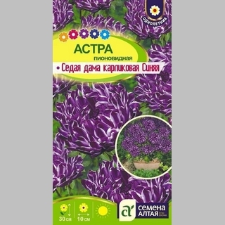 Астра Седая Дама Синяя