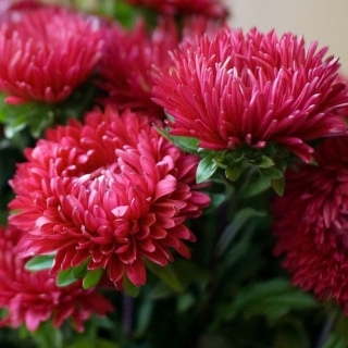 Астра Внученька Танюша