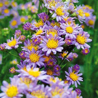 Астра Татарская