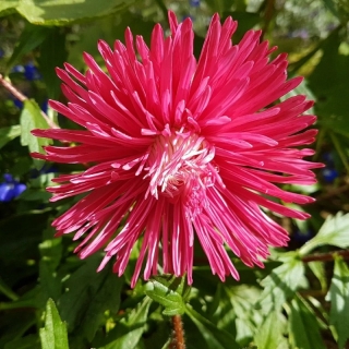 Астра Татьянин день